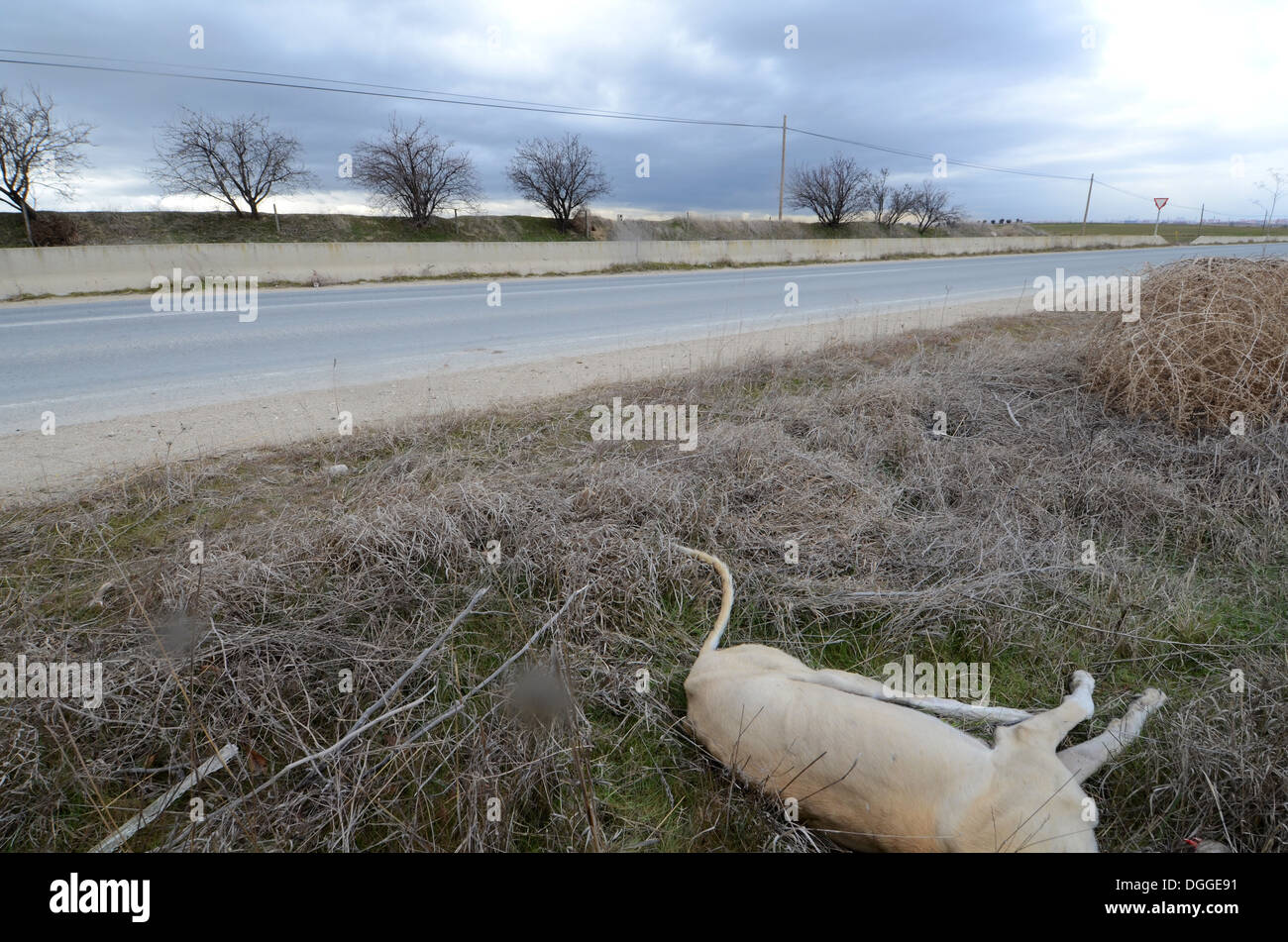 Hatz Elend: Tot spanischen Windhund an der Straße, wahrscheinlich von einem Auto angefahren, nach Vorbesitzer es ist sie verlassen. Stockfoto