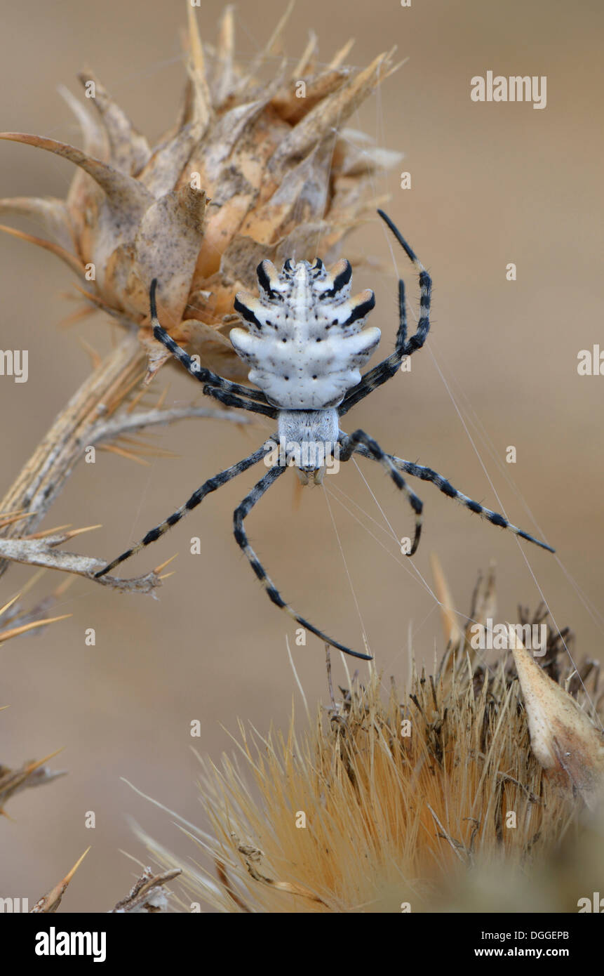 Orb Web Spider (Argiope Lobata), erwachsenes Weibchen, Westalgarve, Algarve, Portugal Stockfoto