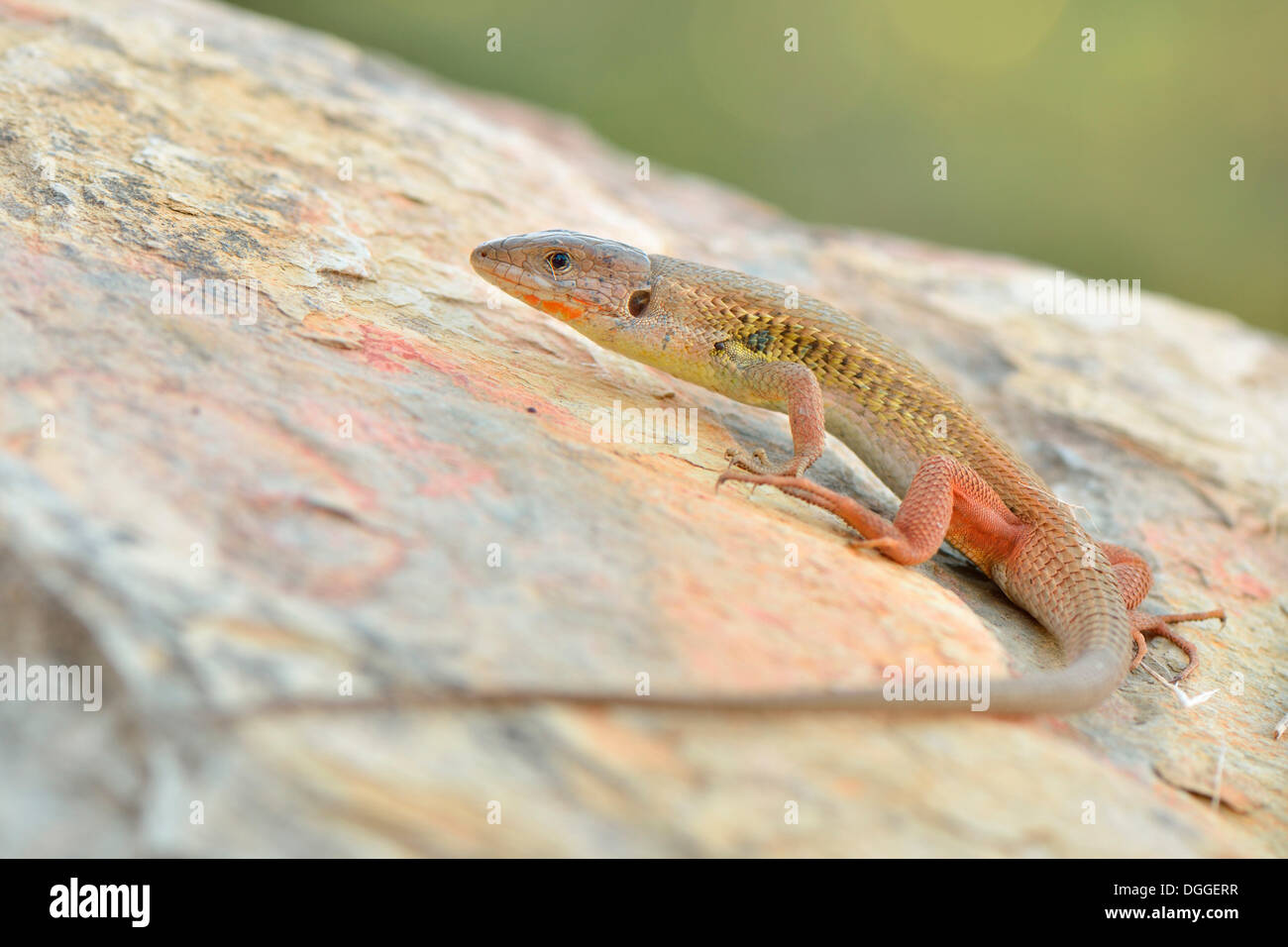 Großes Psammodromus (Psammodromus Algirus), Männchen, Algarve, Portugal Stockfoto