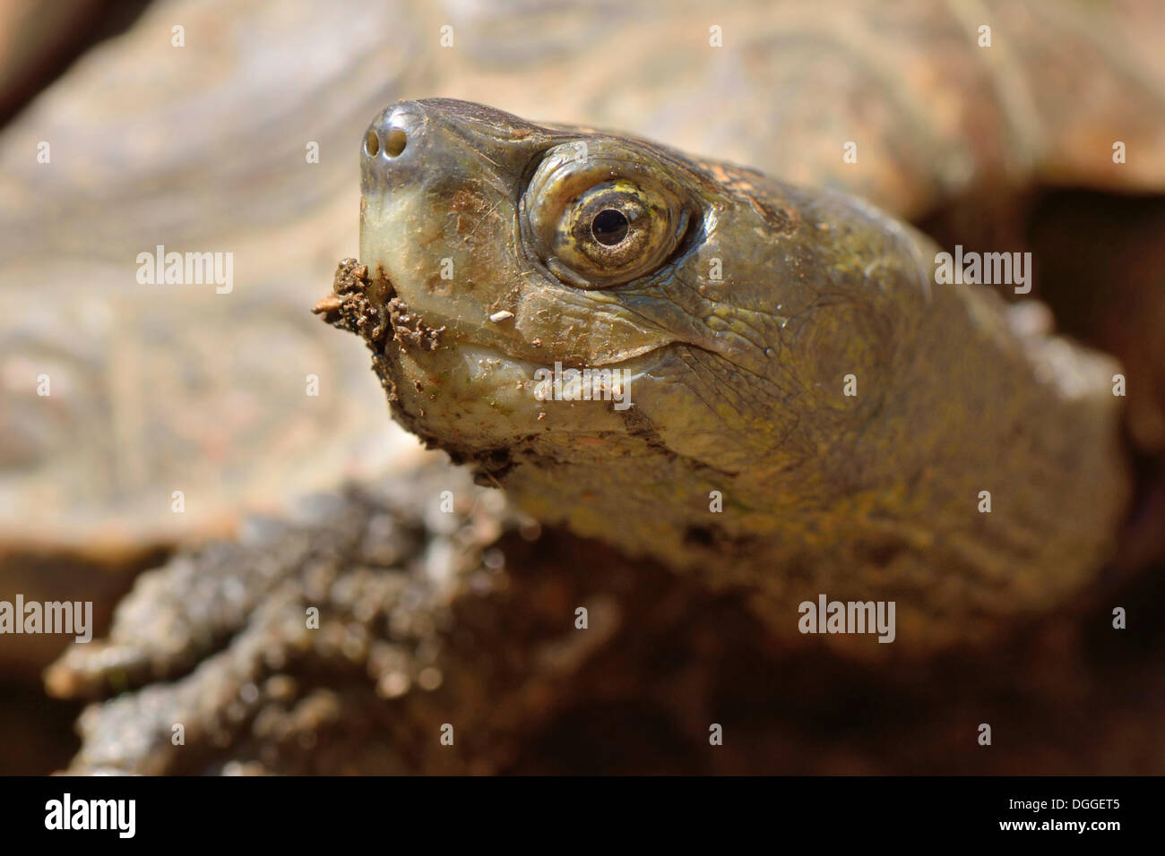 Spanische Sumpfschildkröte (Mauremys Leprosa), Algarve, Portugal Stockfoto