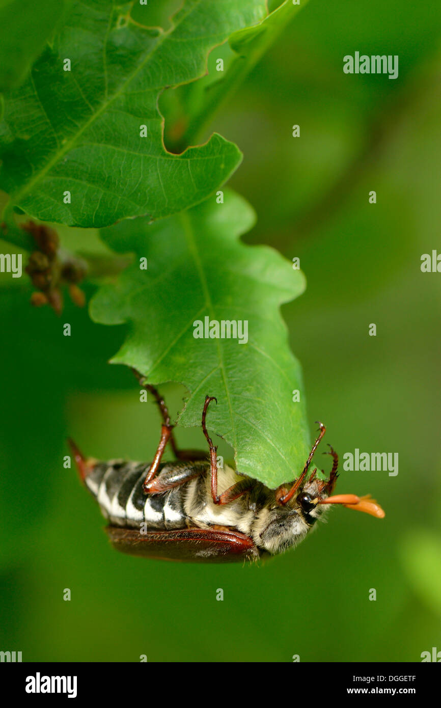 Gemeinsamen Maikäfer (Melolontha Melolontha) kopfüber auf einem Eichenblatt, Hochmoor, Münsterland, Nordrhein-Westfalen Stockfoto