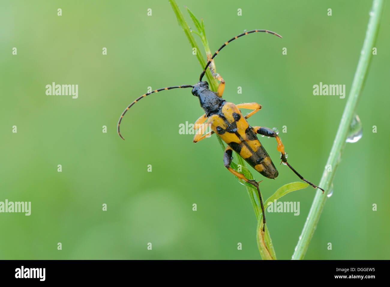 Spotted Longhorn Beetle (Rutpela Maculata), auf einem Stiel, Valle Verzasca, Kanton Tessin, Schweiz Stockfoto