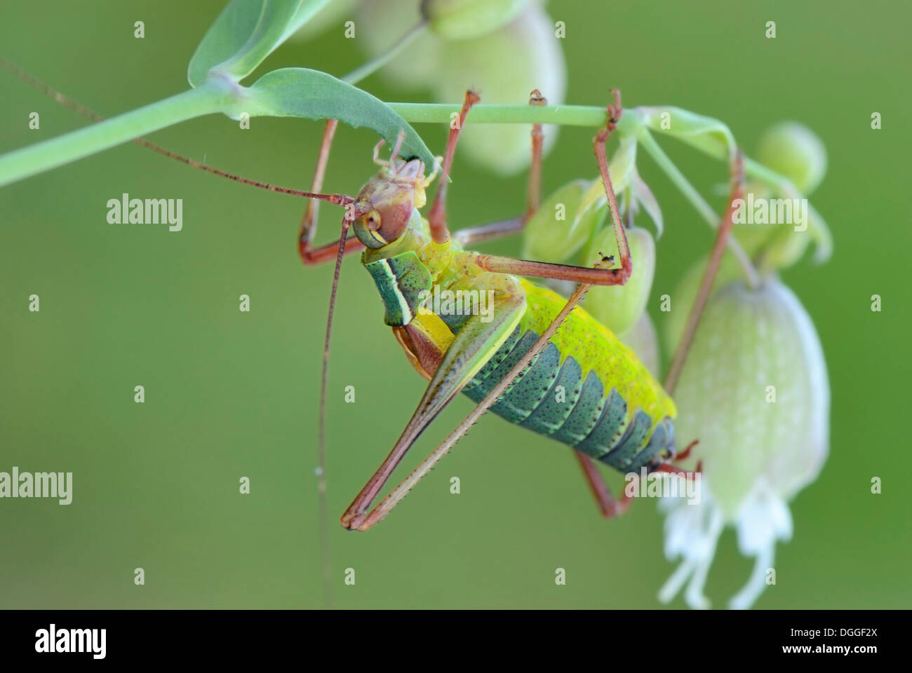 Südlichen Säge-tailed Bush-Cricket, (Barbitistes Obtusus), auf der Blume eine Blase Campion (Silene Vulgaris), Valle Verzasca Stockfoto