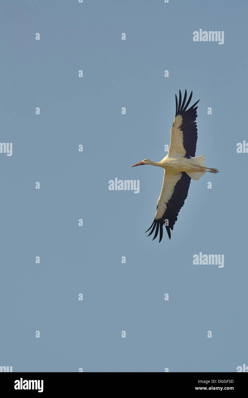 Weißstorch (Ciconia Ciconia), Erwachsene, im Flug, Sines, Algarve, Portugal Stockfoto