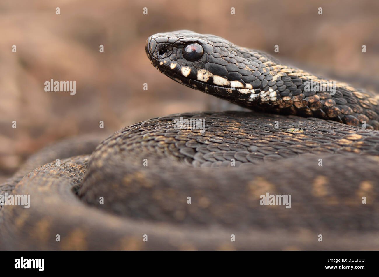 Gemeinsamen europäischen Addierer oder gemeinsamen europäischen Viper (Vipera Berus), Männlich, Overijssel, Niederlande Stockfoto