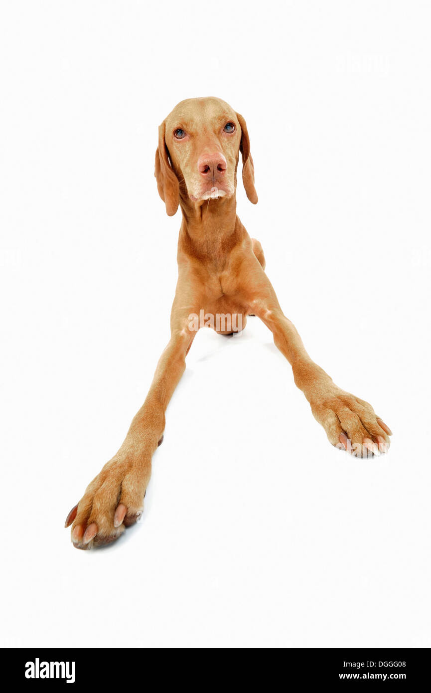 Studio-Porträt des Vizsla Hund aufstehen Stockfoto