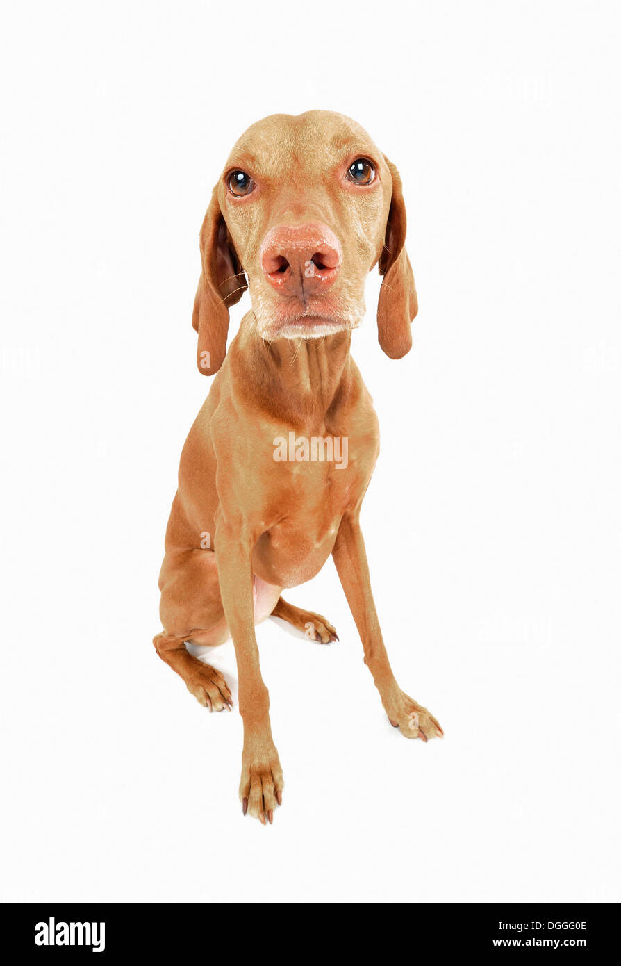 Studioportrait traurig aussehende Vizsla Hund Stockfoto
