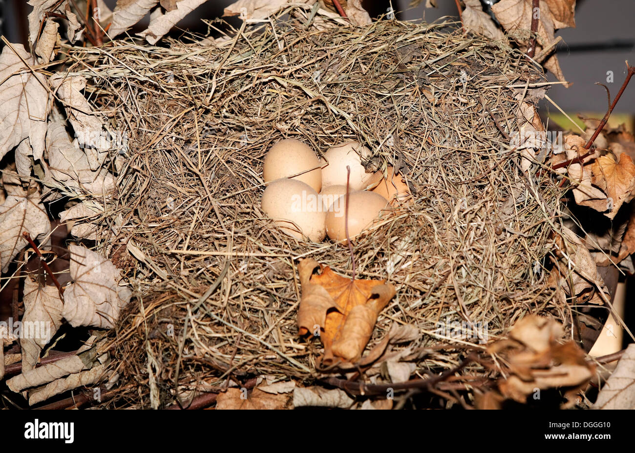 Verlassenen Vogelnest mit Eiern Stockfoto