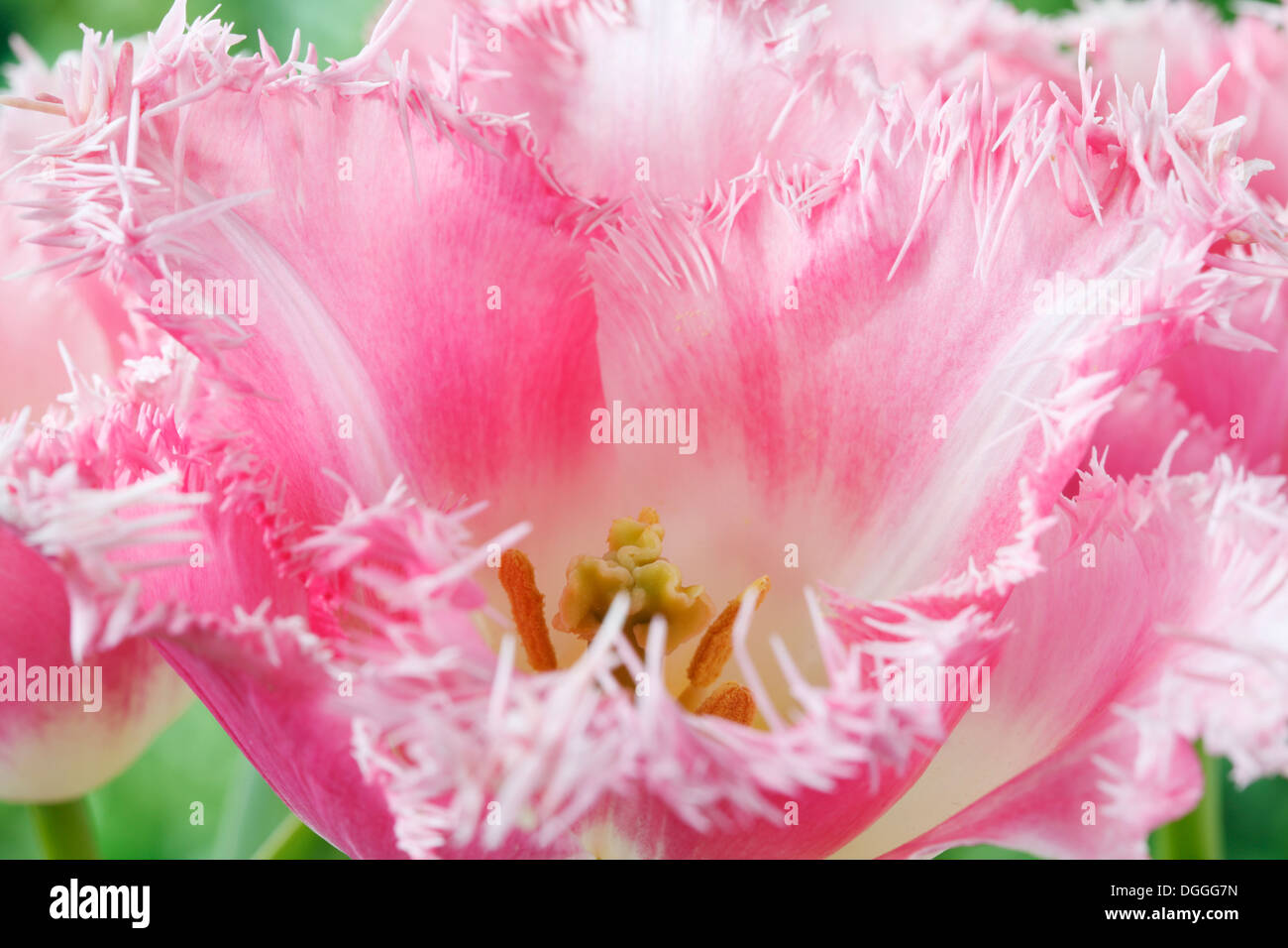 Tulipa 'Rosa Fountain' Tulip gesäumt Gruppe April Stockfoto
