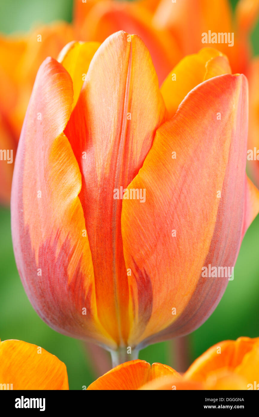 Tulipa 'Prinses Irene' AGM Tulip Triumph Group April Stockfoto