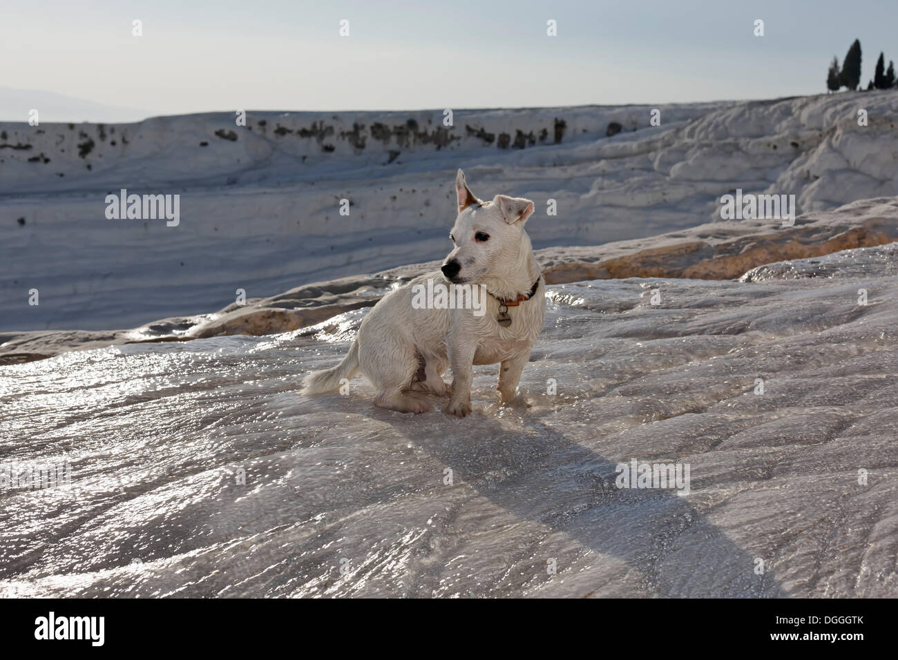 Jack Russell Terrier an die Travertin-Terrasse-Formationen von Pamukkale, UNESCO-Weltkulturerbe, Denizli, Westtürkei Stockfoto