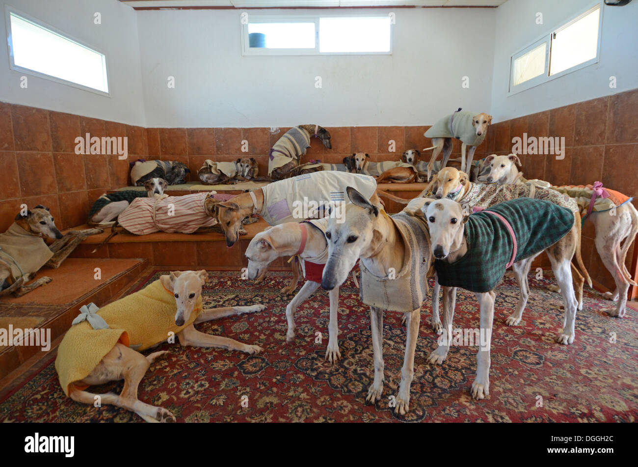 Besuch in Las Nieves, ein Tierheim, dass acommodates mehr als 700 Hunde und 400 Windhunde. Nach der Heilung und Vorbereitung, senden Sie die windhunde nach Belgien, wo sie durch eine neue Familie angenommen werden. Stockfoto