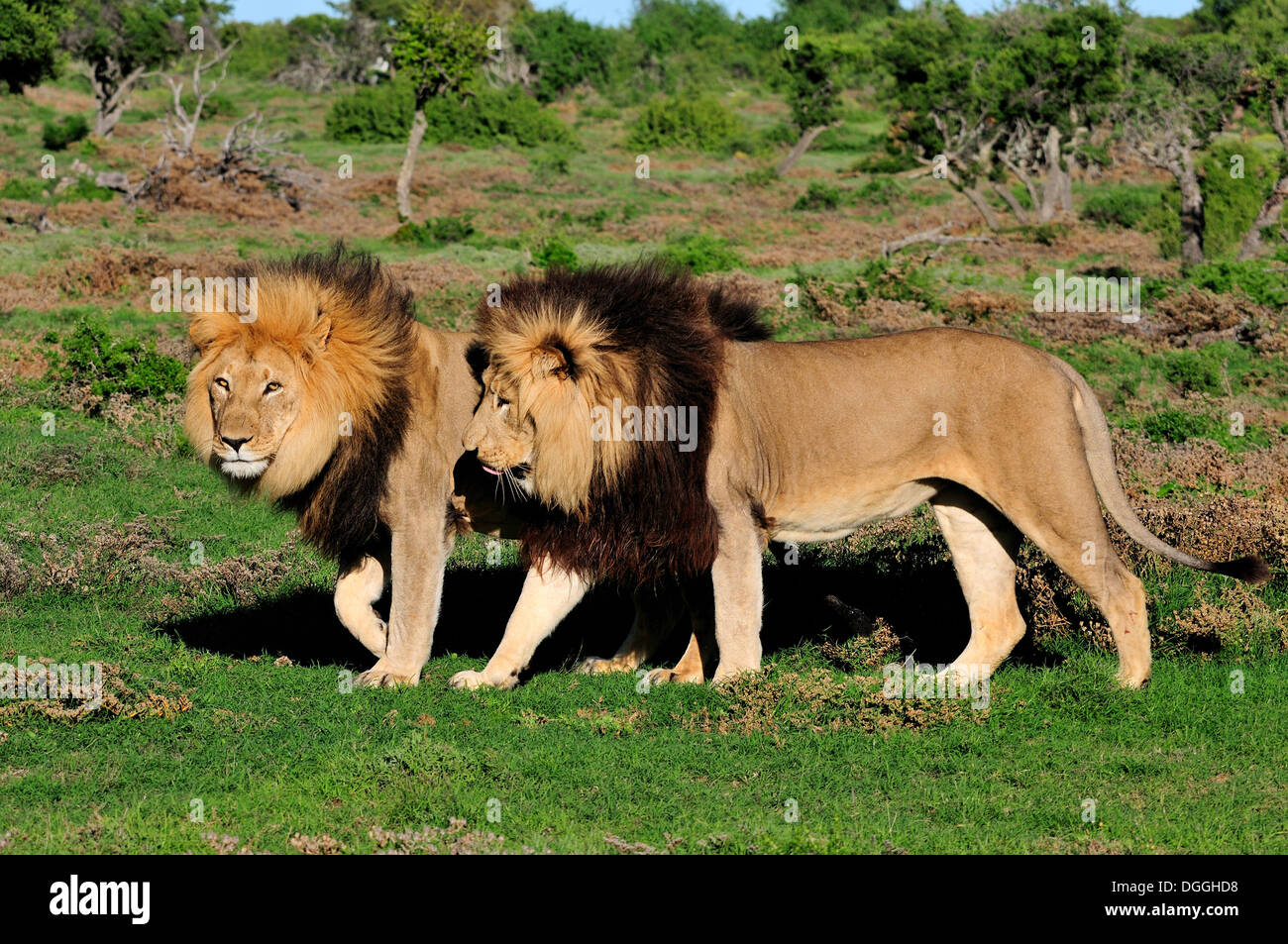 Zwei Löwen der Kalahari, Panthera Leo, im Kuzuko vertraglichen Bereich des Addo Elephant National Park in Südafrika Stockfoto