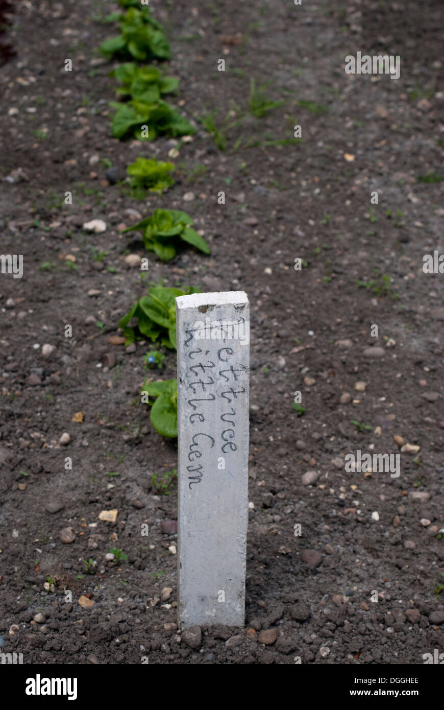 Reihen von Little Gem Salat Sämlinge mit Werk-label Stockfoto