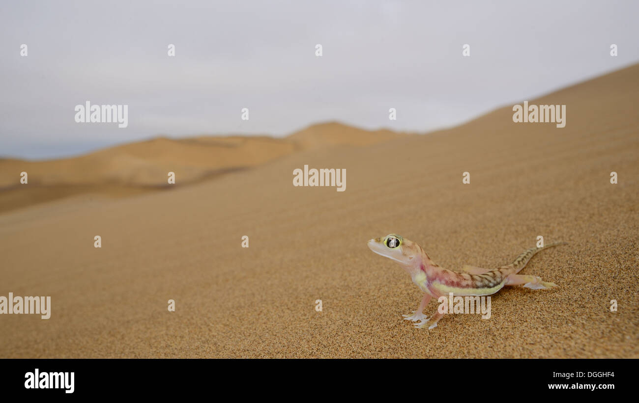 Footed Gecko (Pachydactylus Rangei) Erwachsenen, stehend auf Sanddüne in der Wüste Lebensraum, Namib-Wüste, Namibia, Februar Stockfoto