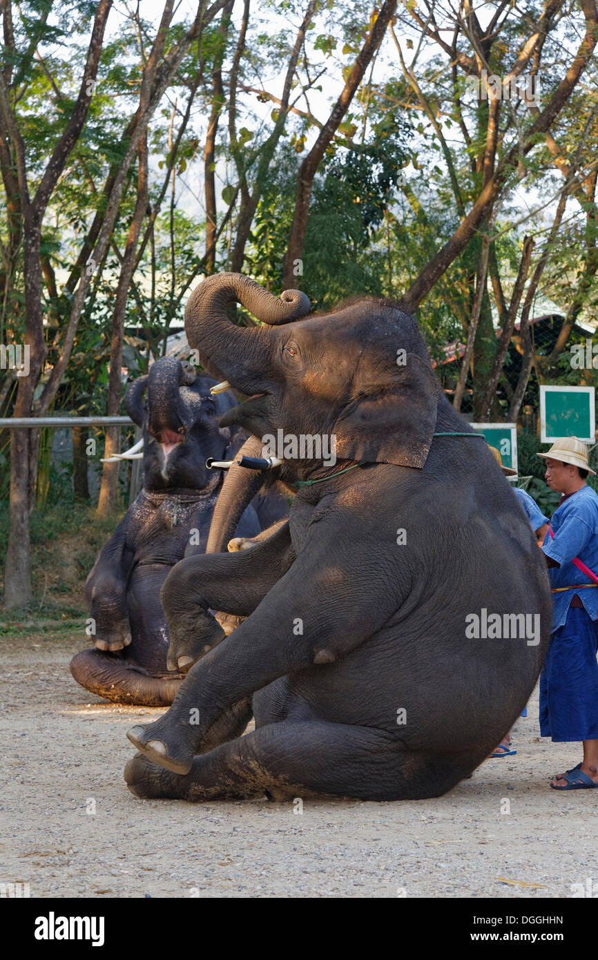 Elefanten-show, asiatischen Elefanten (Elephas Maximus) in Mae Taeng Elephant Camp, Kuet Chang, Amphoe Mae Taeng, Chiang Mai Stockfoto