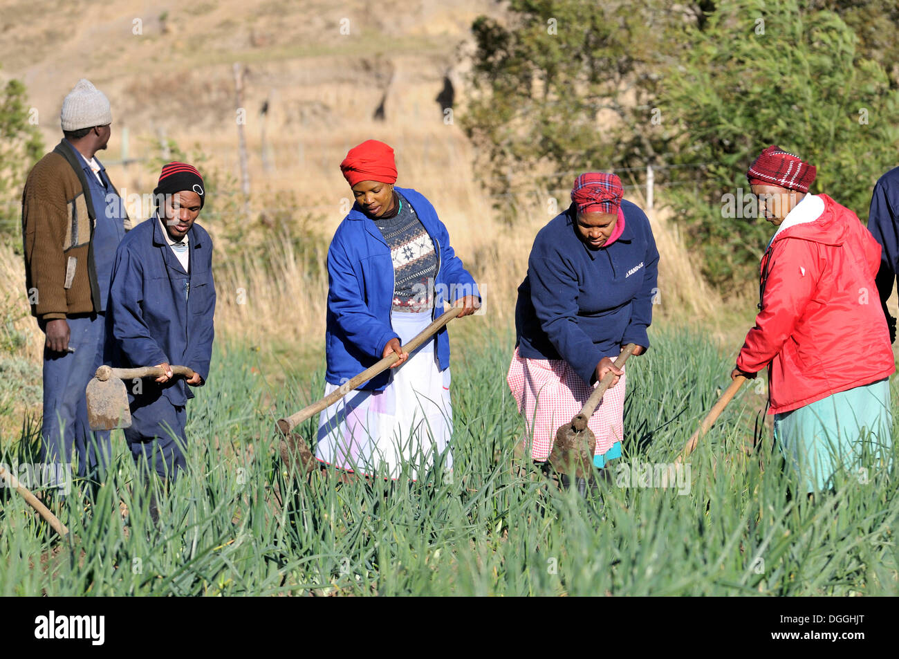 Frauen und Männer arbeiten in den Bereichen, bewässerten Feldern, Cata-Dorf in der ehemaligen Heimat-Vereinigung, Eastern Cape, Südafrika Stockfoto