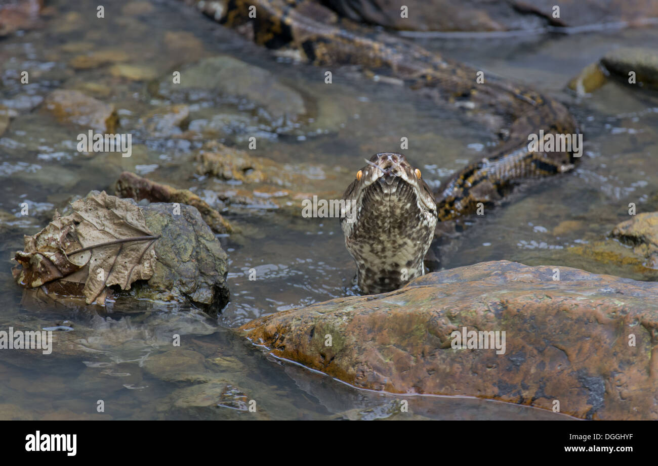Netzartige Python (Python Reticulatus) Erwachsenen flicking gespaltenen Zunge in tropischen Stream mit Kopf über Wasser Malaysia Borneo Stockfoto