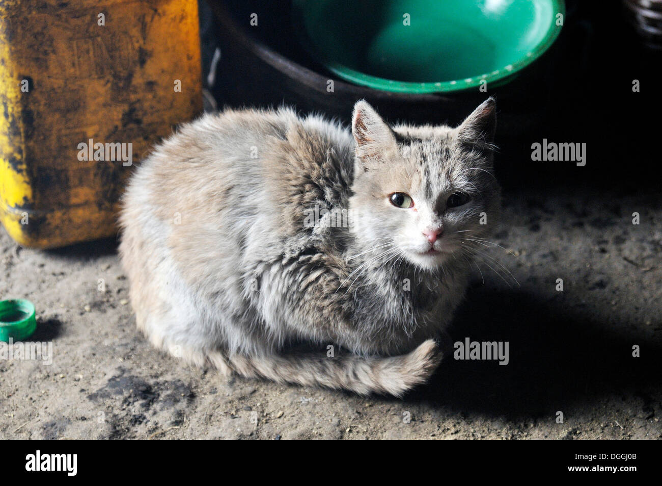 Graue Katze auf Lehmboden, Dorf Pampa Blanca, Munizip Charazani, Departamento La Paz, Bolivien, Südamerika Stockfoto
