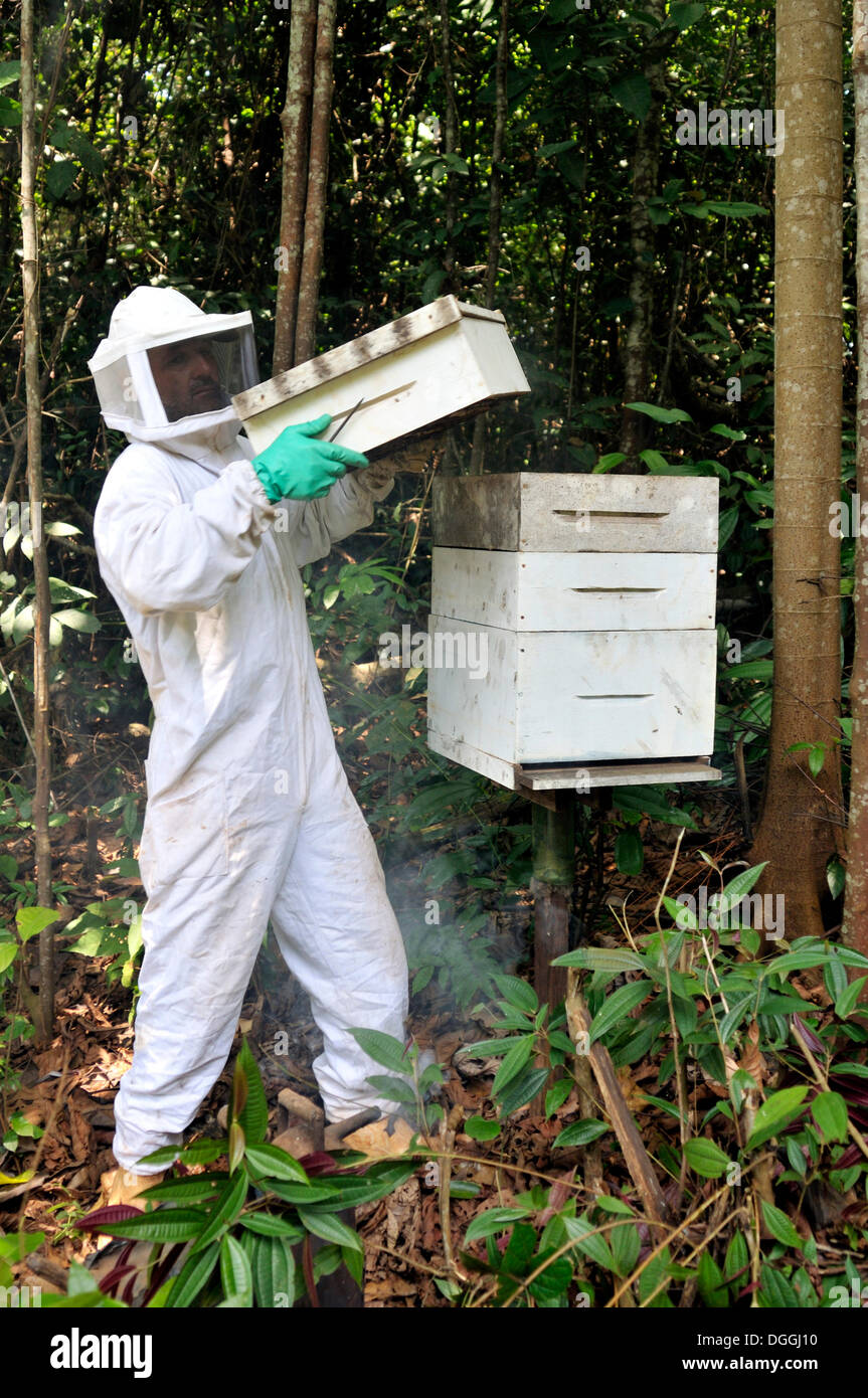 Imker auf Bienenstock Bienenzucht in den Amazonas-Regenwald ist ein Teil der landwirtschaftlichen Tätigkeit in einer Siedlung von ehemals landlosen Stockfoto