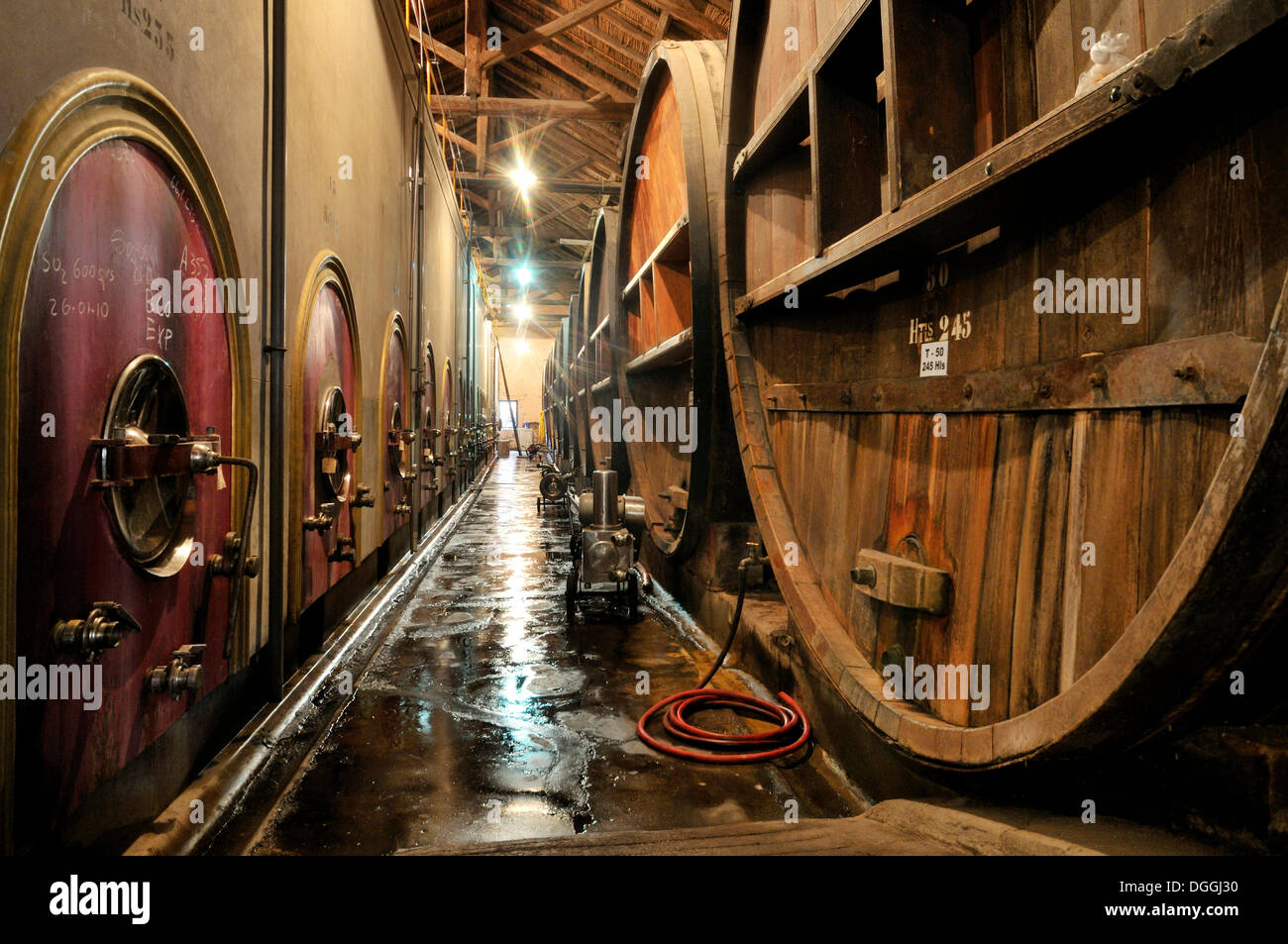 Eichenfässern und moderne Panzer für die Weinproduktion in der Bodega La Rural Weingut, Maipú, Provinz Mendoza, Argentinien Stockfoto