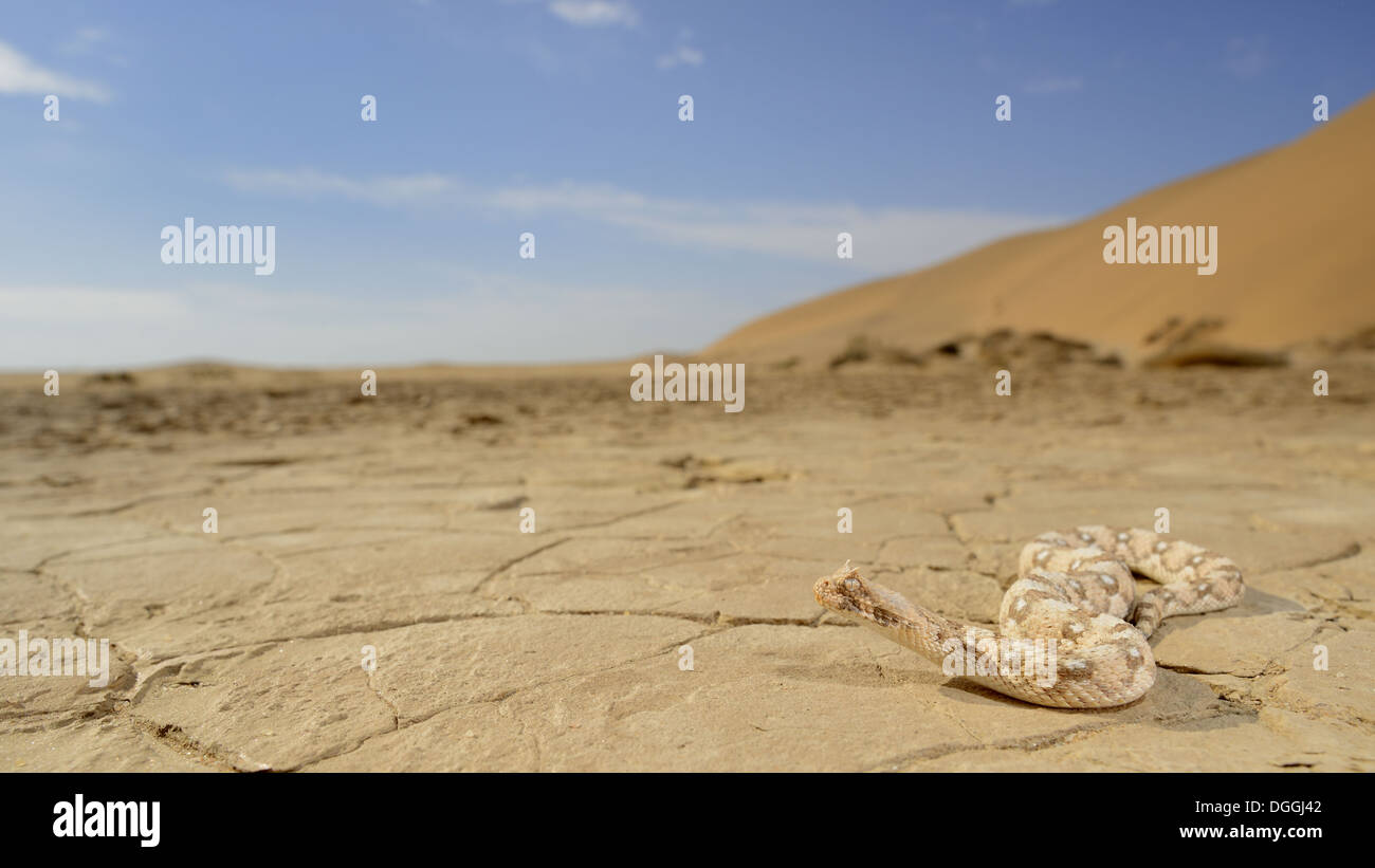 Hornotter (Bitis Caudalis) Erwachsene, auf trockenen Pfanne Lebensraum Wüste Namib-Wüste, Namibia, Februar Stockfoto