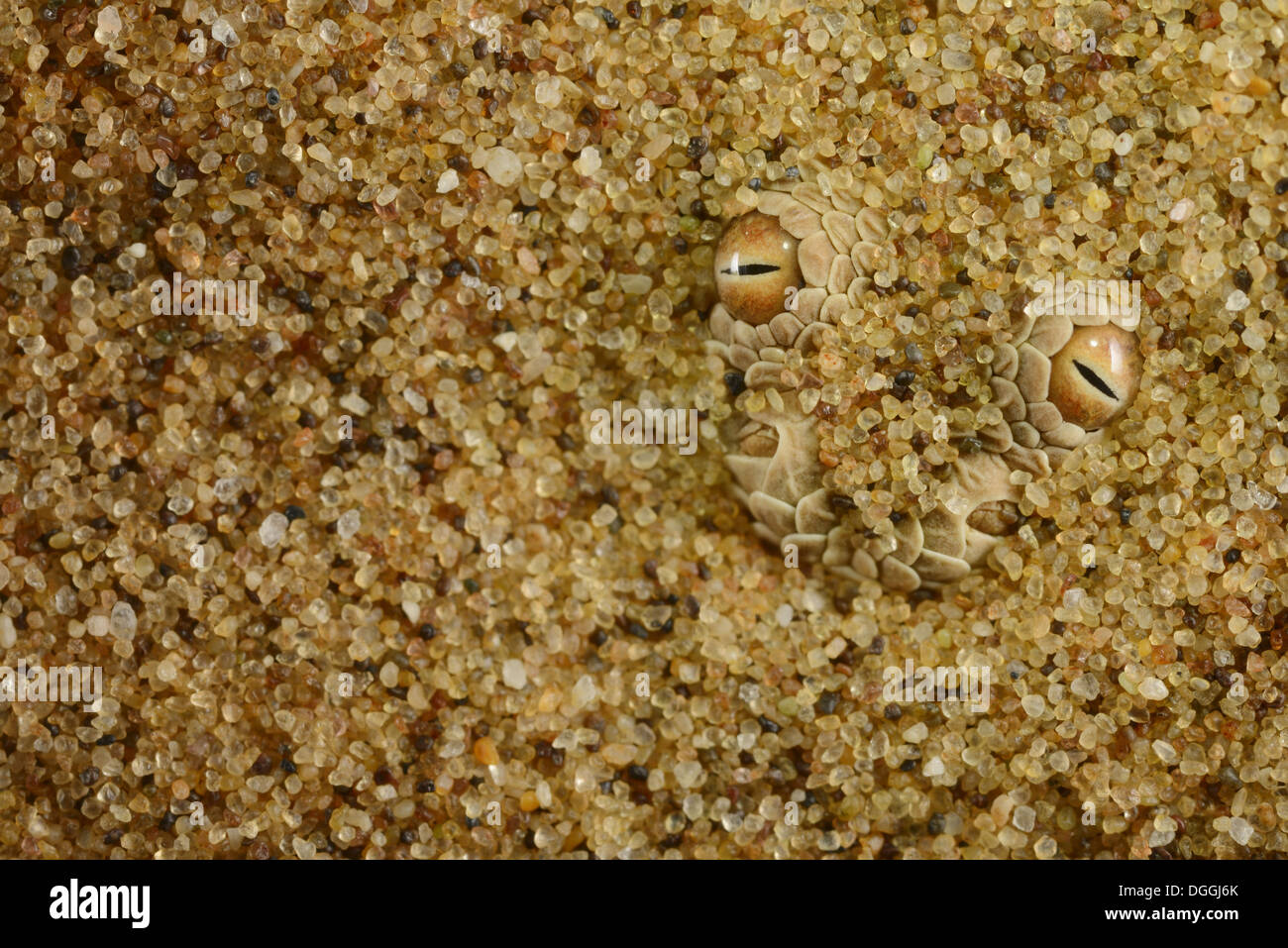 Peringuey Addierer (Bitis Peringueyi) Erwachsene, Nahaufnahme des Kopfes, begraben unter Sand in der Wüste Namib-Wüste, Namibia, Februar Stockfoto