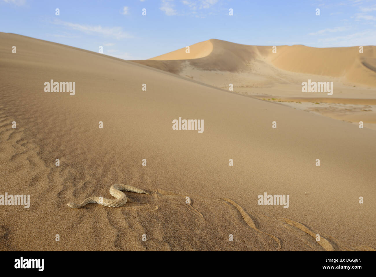 Peringuey Addierer (Bitis Peringueyi) Erwachsene, "Seite-Wicklung" über Sanddüne in der Wüste Lebensraum, Namib-Wüste, Namibia, Februar Stockfoto