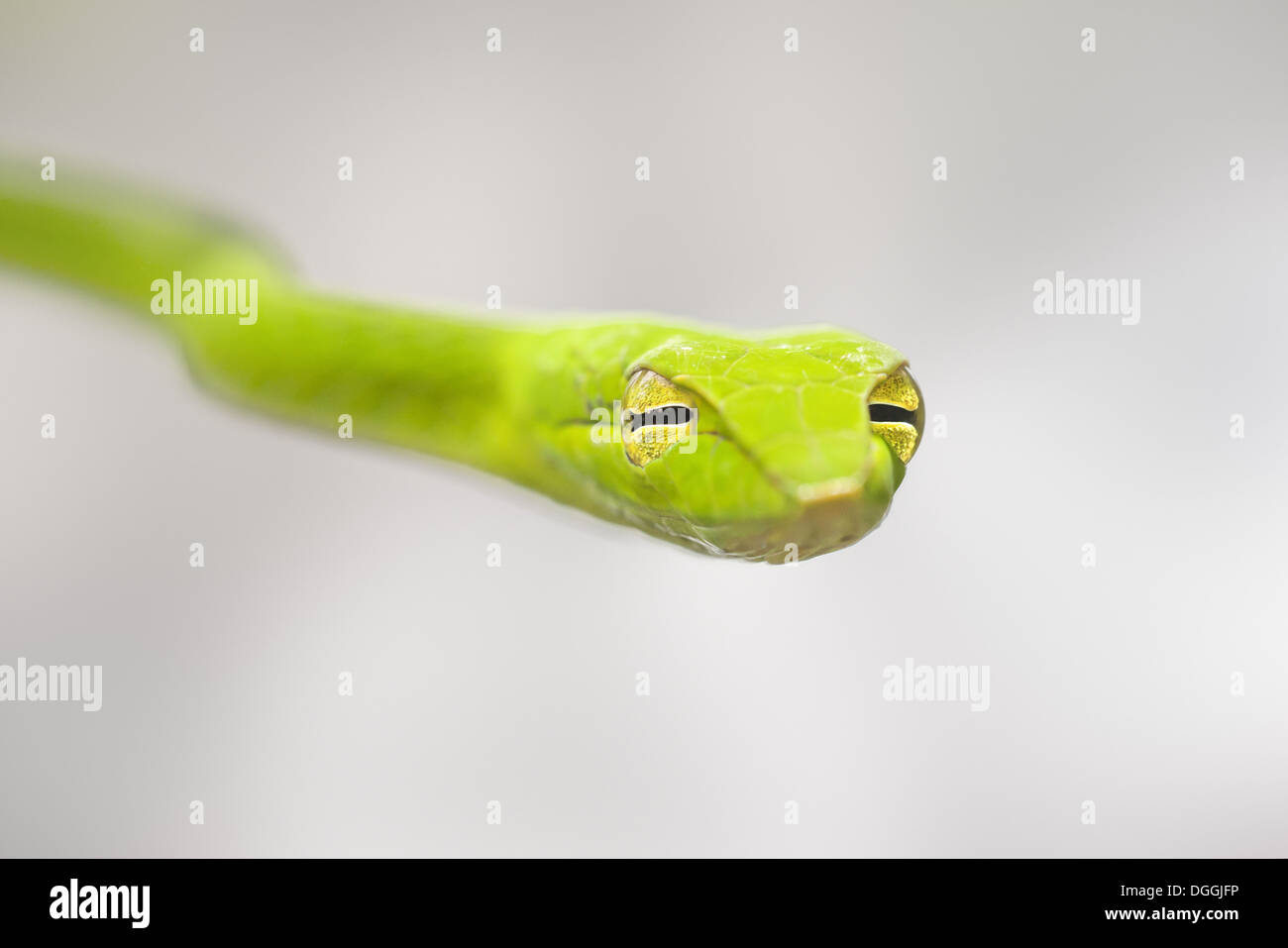 Oriental Whipsnake (Ahaetulla Prasina) Erwachsene, Nahaufnahme des Kopfes, Malaysia Borneo, Borneo, Malaysia, Februar Stockfoto