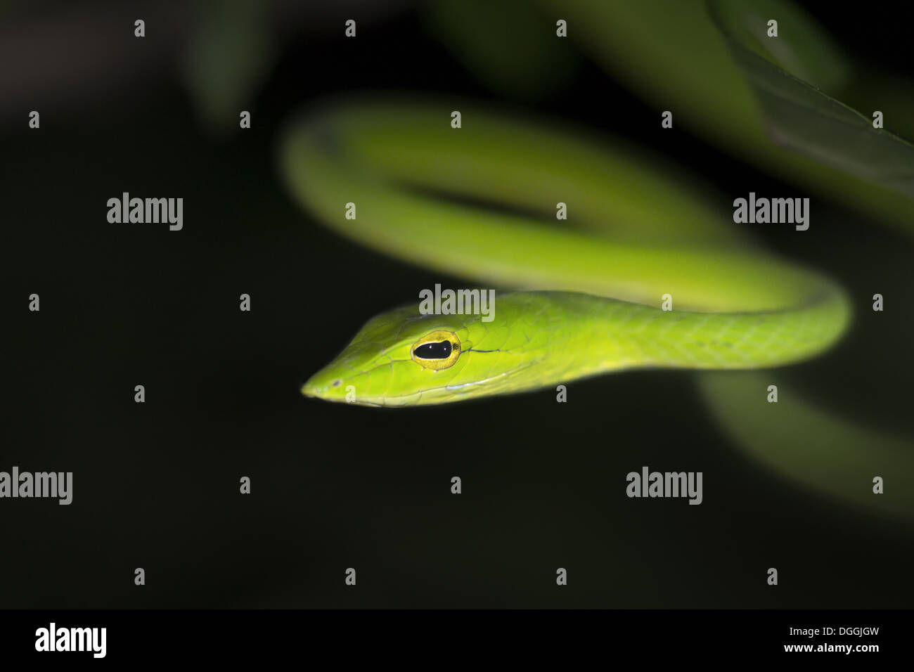 Oriental Whipsnake (Ahaetulla Prasina) Erwachsenen Nahaufnahme der Kopf Hälfte aufgerollt auf Baum bei Nacht Malaysian Borneo Borneo Malaysia Stockfoto
