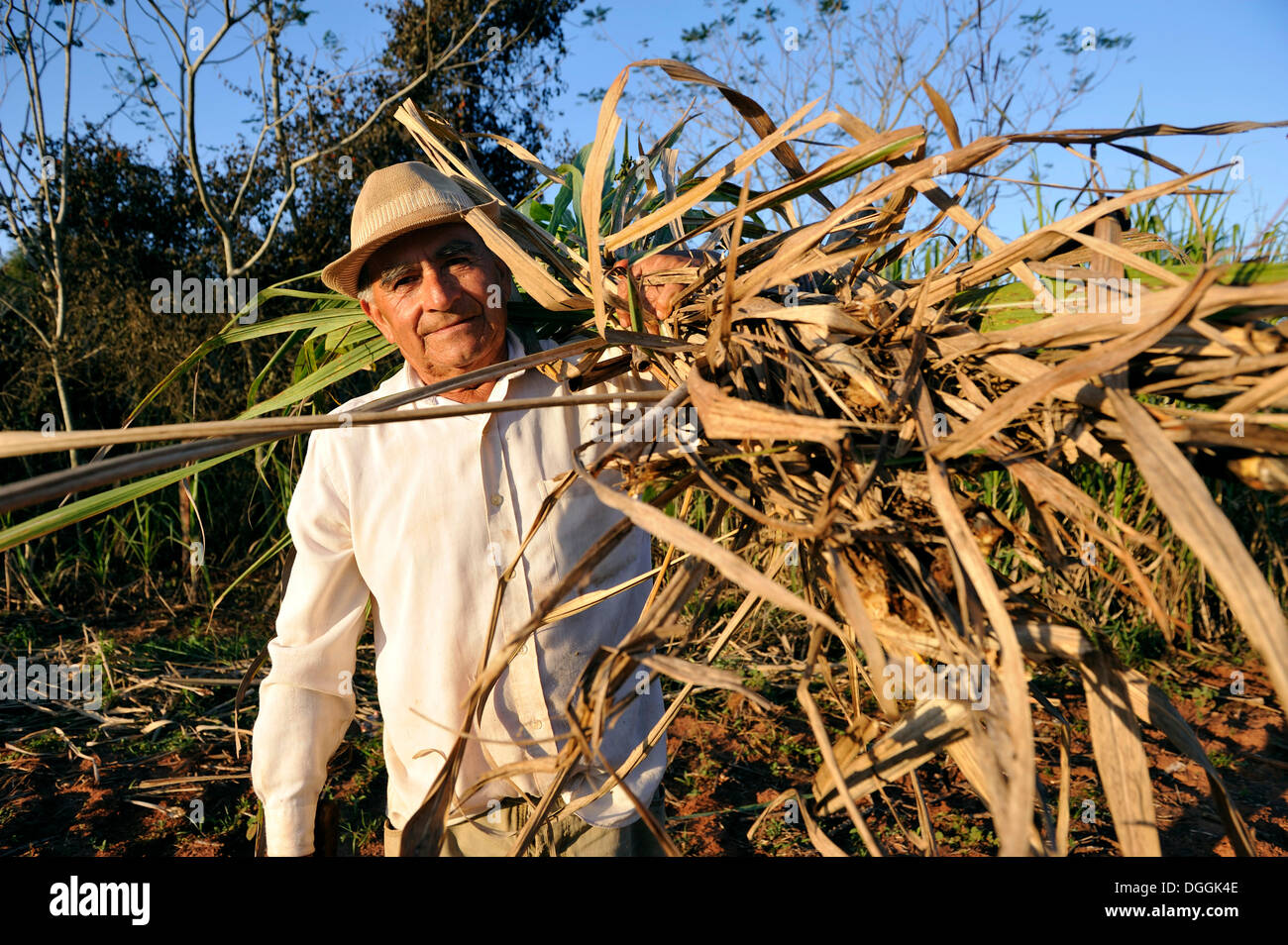 Bauer, 70, mit Zucker Zuckerrohr, Viehfutter, Pastoreo, Caaguazu Abteilung, Paraguay Stockfoto
