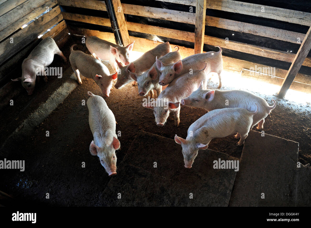 Schwein-Bauernhof von Bauer, Ferkel, San Gregorio, Caaguazu Abteilung, Paraguay Stockfoto