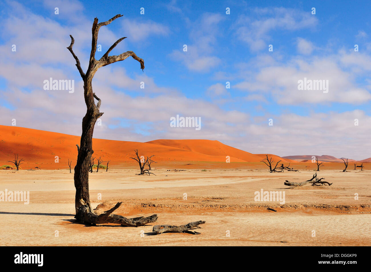 Ein einsamer Baum-Skelett im Deadvlei in der Nähe von Sossusvlei, Namibia Stockfoto
