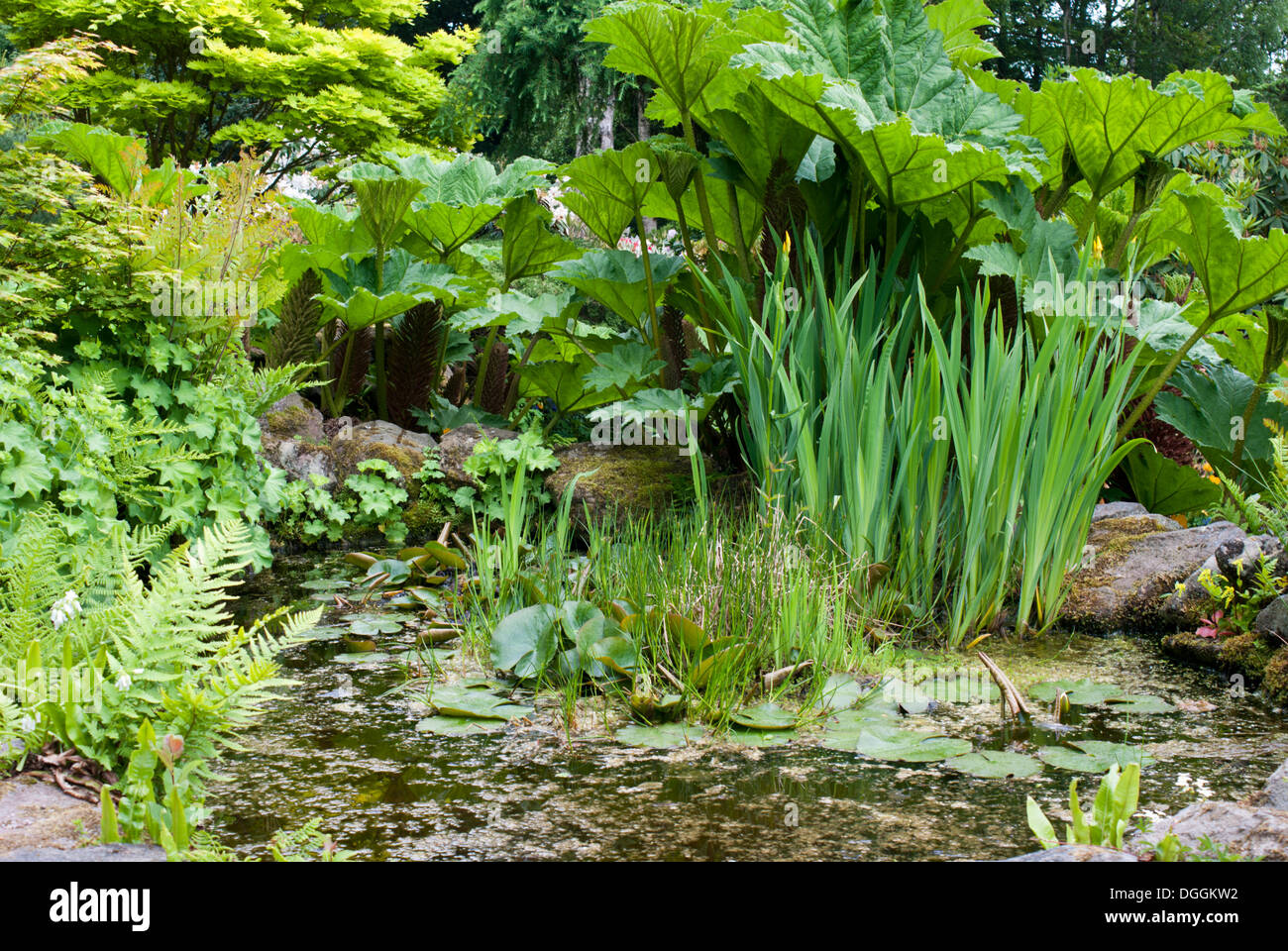 Ein Gartenteich, umgeben von Stauden und mehrjährige Pflanzen Stockfoto