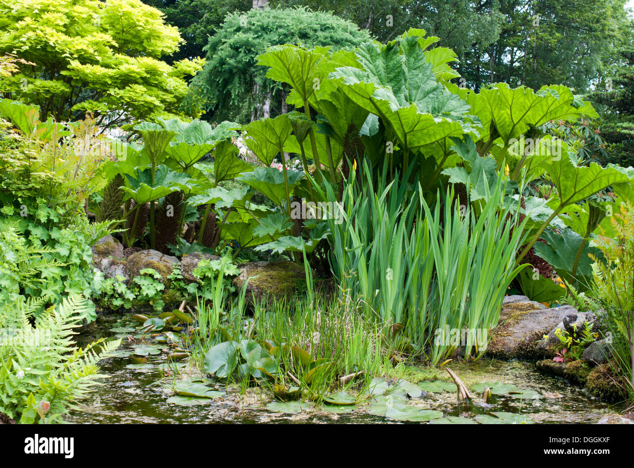 Ein Gartenteich, umgeben von Stauden und mehrjährige Pflanzen Stockfoto