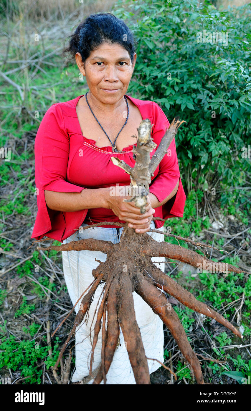 Indigene Frauen halten eine große Maniok oder Maniok (Manihot Esculenta) Wurzel, in der Gemeinschaft der Mbya-Guarani-Indianer, Campito Stockfoto