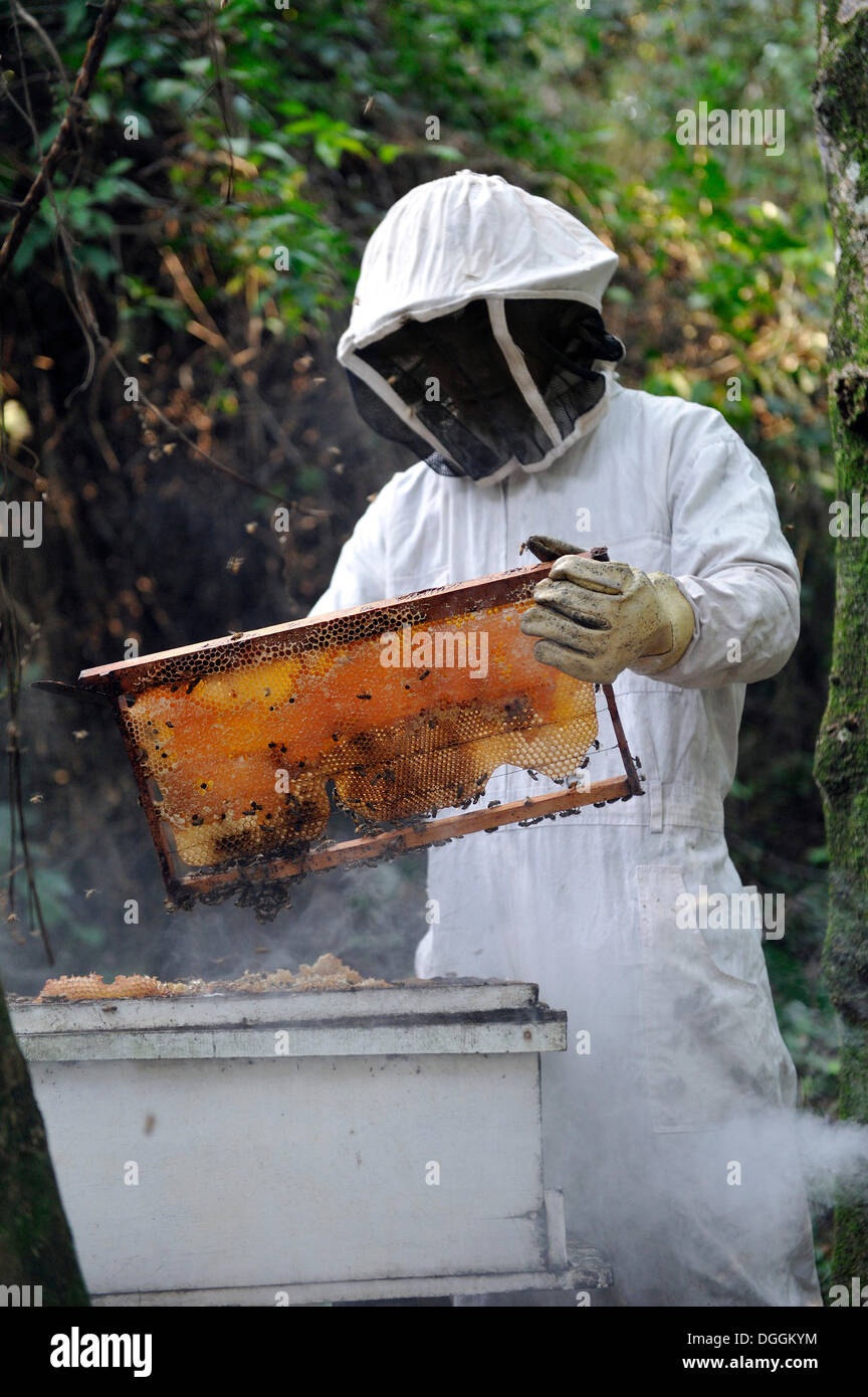 Mann trägt einen Schutzanzug Entfernen einer Wabe gefüllt mit Honig aus einem Bienenstock, in der Gemeinschaft der Mbya-Guarani-Indianer Stockfoto