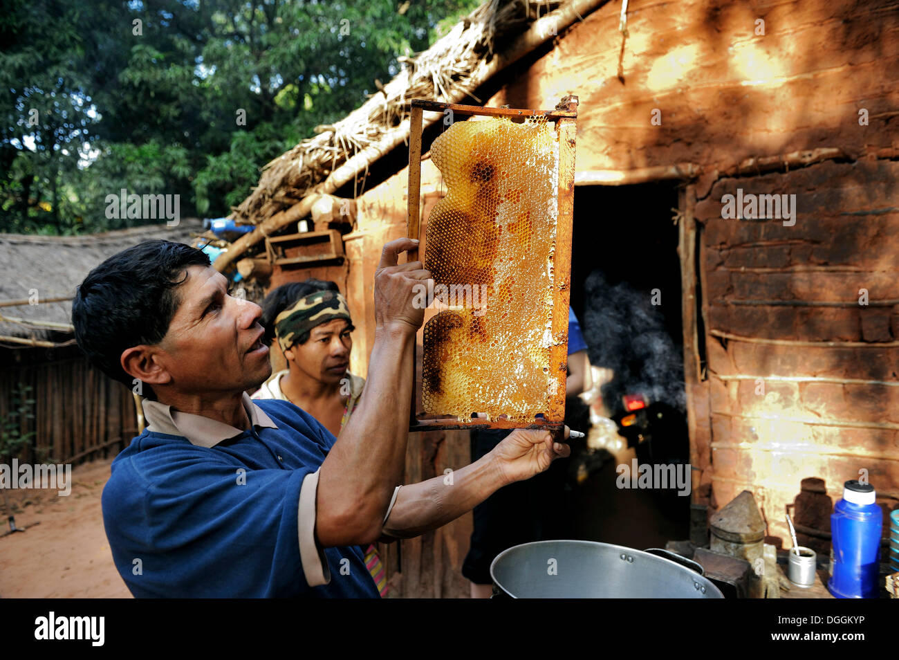 Indigene Menschen Inspektion einer Wabe gefüllt mit Honig, in der Gemeinschaft der Mbya-Guarani-Indianer, Campito, Caaguazu Abteilung Stockfoto