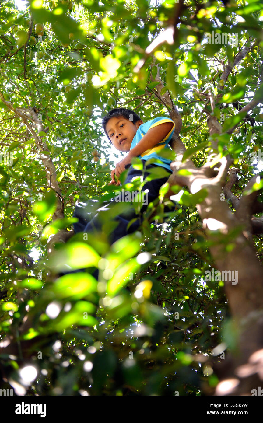 Junge aus der Ache-Guarani indigene Gruppe Mandarinen in einem Baum, Kommissionierung, Cerro Monti, San Joaquin, Caaguazu Abteilung, Paraguay Stockfoto