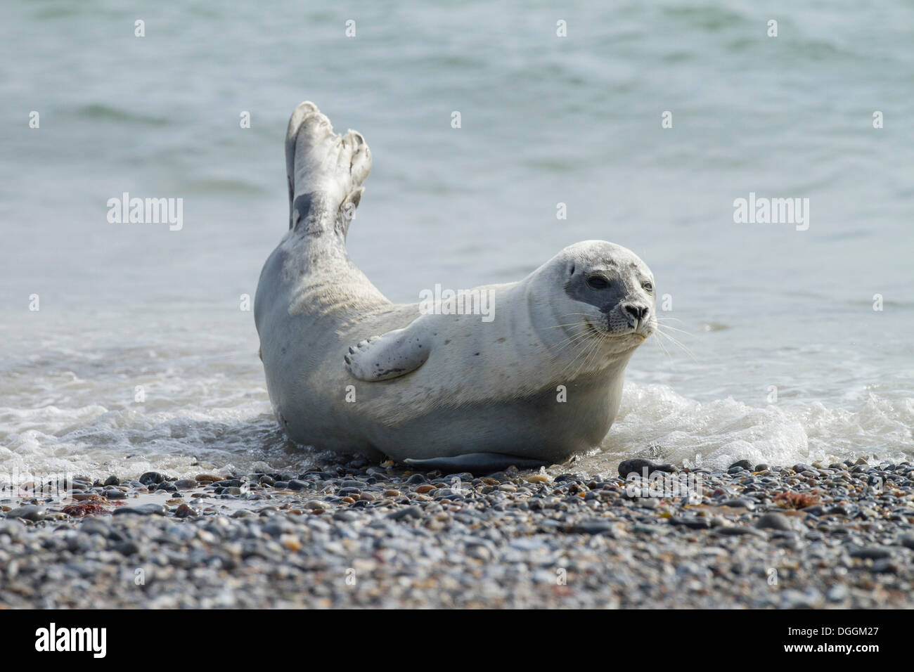 Hafen-Dichtung (Phoca Vitulina), Helgoland, Schleswig-Holstein Stockfoto