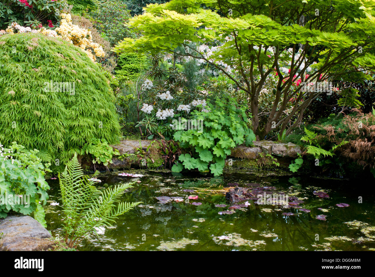 Ein Gartenteich, umgeben von Stauden und mehrjährige Pflanzen Stockfoto