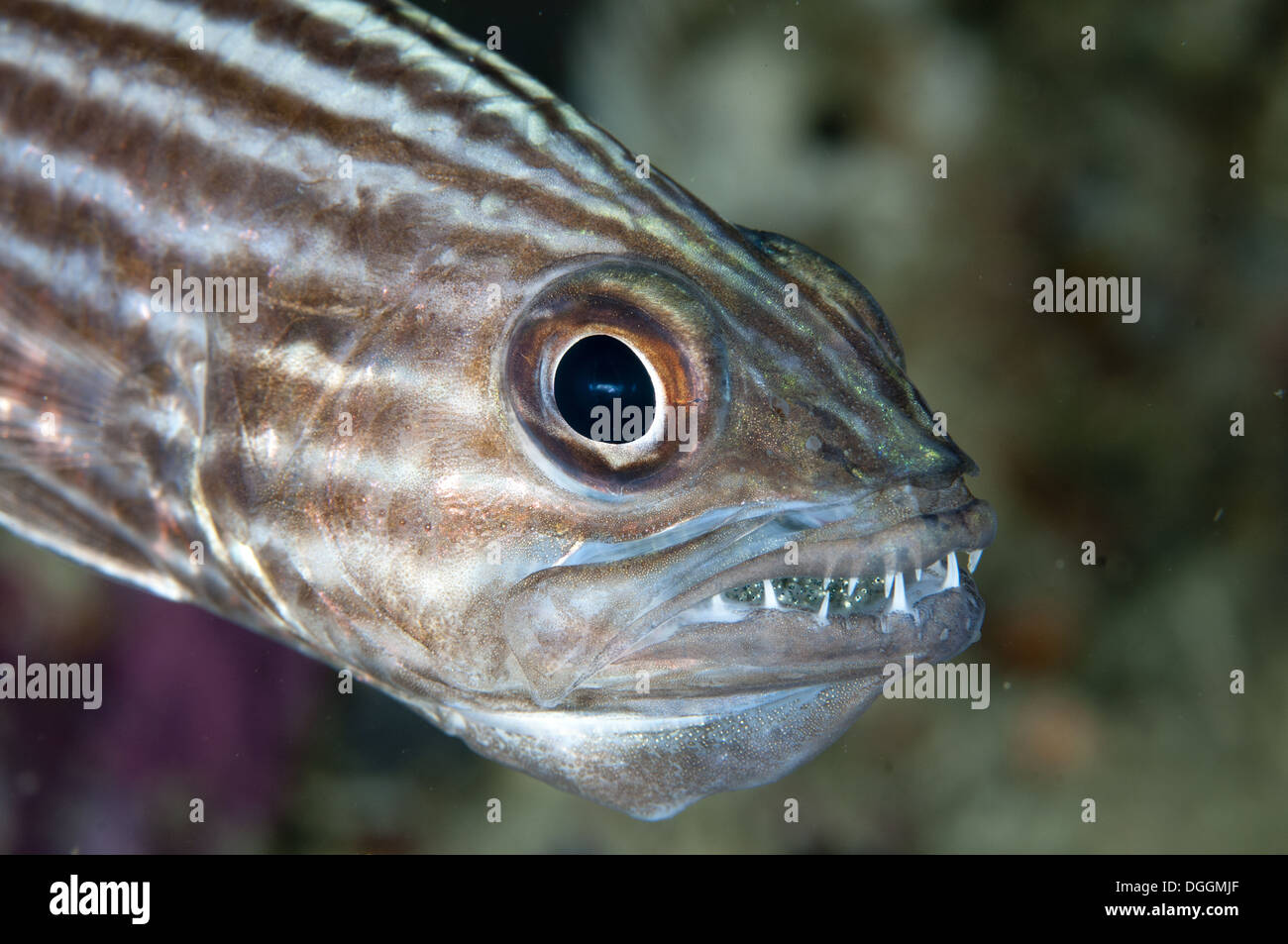 Large-toothed Kardinalbarschen (Cheilodipterus Macrodon) erwachsenen männlichen Nahaufnahme des Kopfes Mund brütende Eiern Mioskon Dampier-Straße Stockfoto