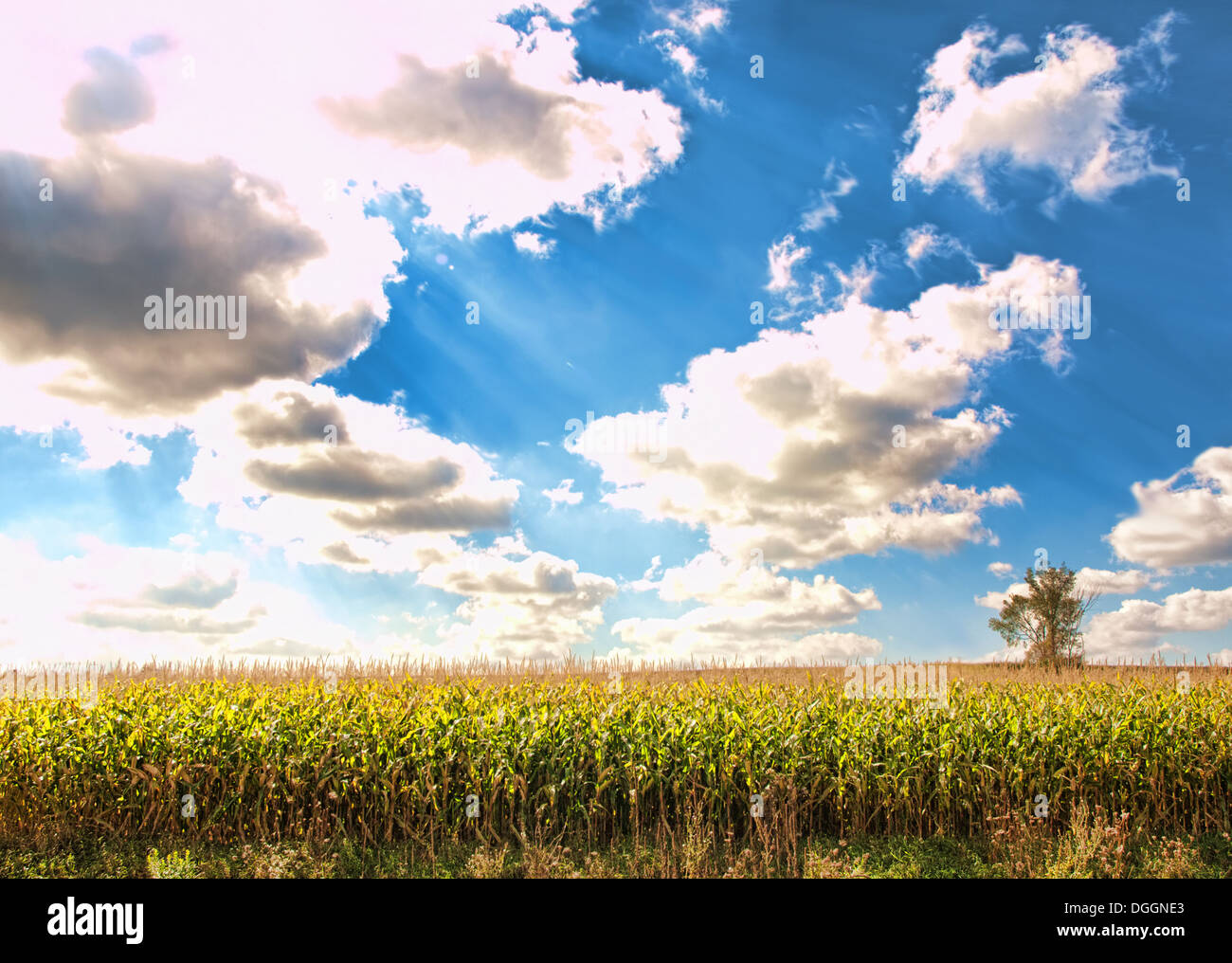 Maisfeld und Himmel Stockfoto
