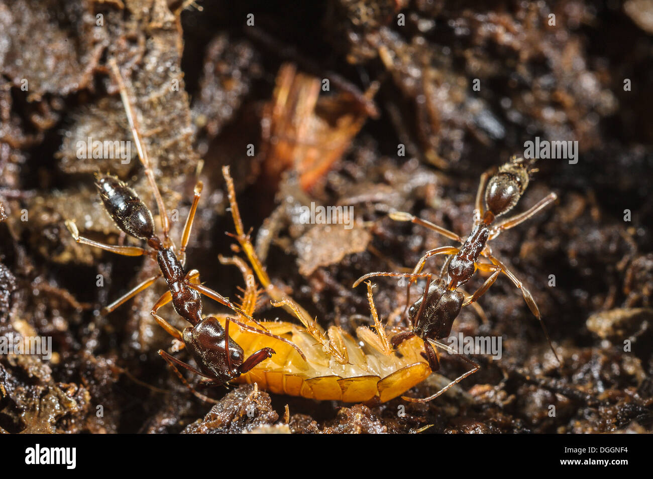 Larve Mit Eingefangener Ameise Stockfotos und bilder Kaufen Alamy