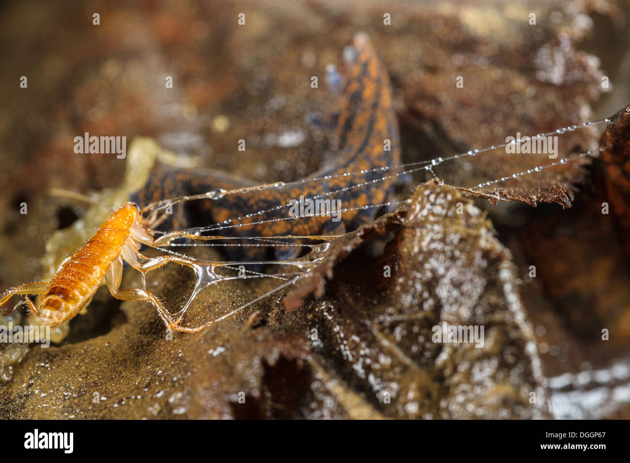 New Zealand Stummelfüßer (Peripatoides Novaezealandiae) Erwachsenen mit Kakerlake Larve Beute immobilisiert in klebrige Flüssigkeit aus ausgeworfen Stockfoto