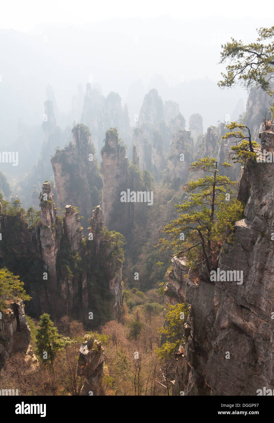 Zhangjiajie-Berge in China. UNESCO-Weltkulturerbe. Stockfoto