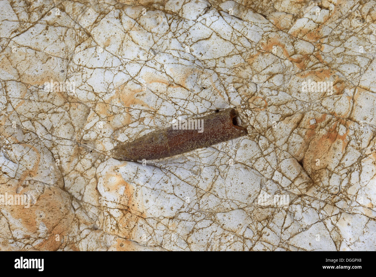 Belemnit Rostrum Fossil, Sheringham, Norfolk, England, April Stockfoto