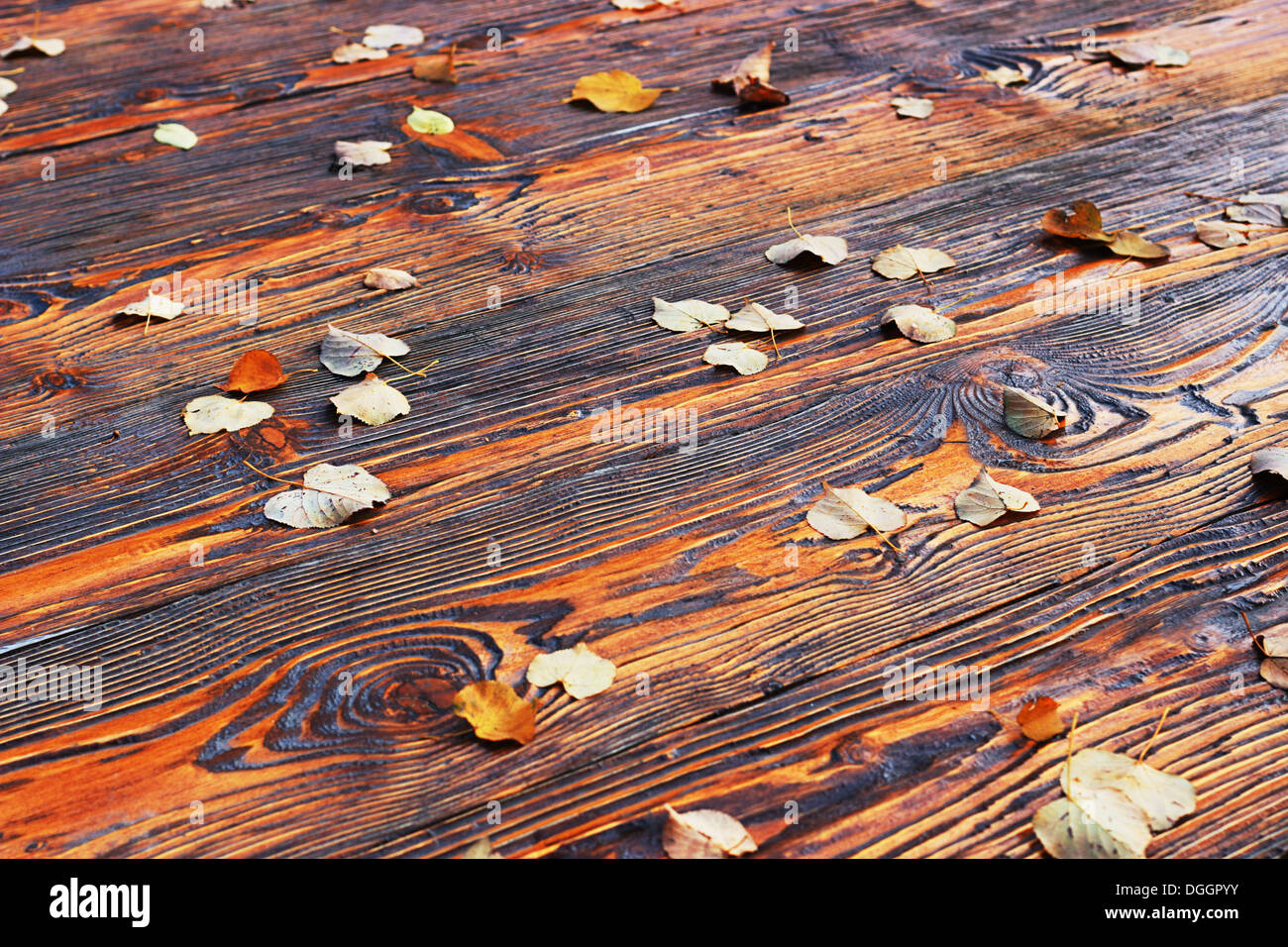 Der Fall der Blätter Stockfoto