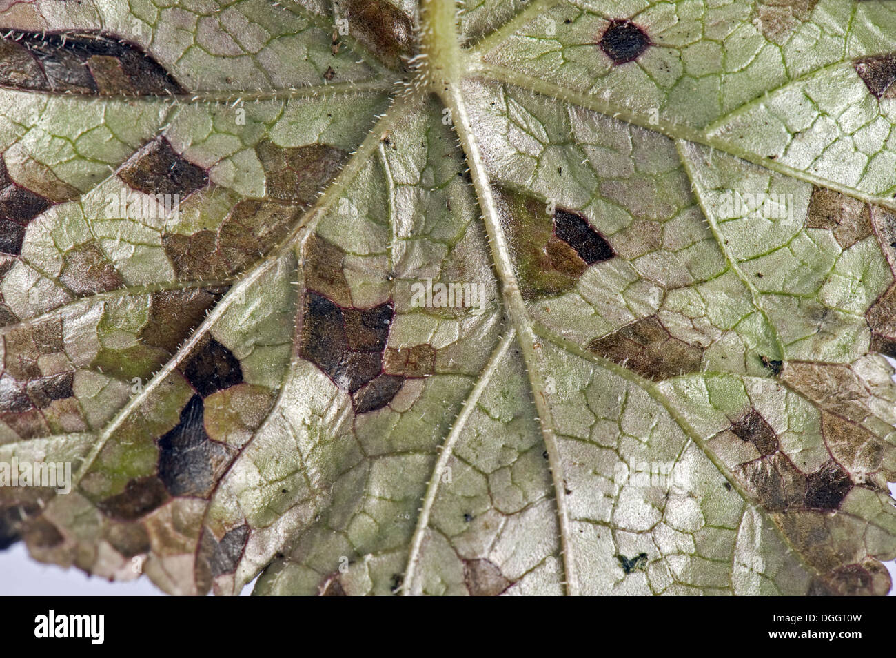 Blattdünger Nematoden, Aphelenchoides Spp, kantige Blatt Schmierblutungen an einer ornamentalen Anemone Pflanze Blatt Unterseite Stockfoto