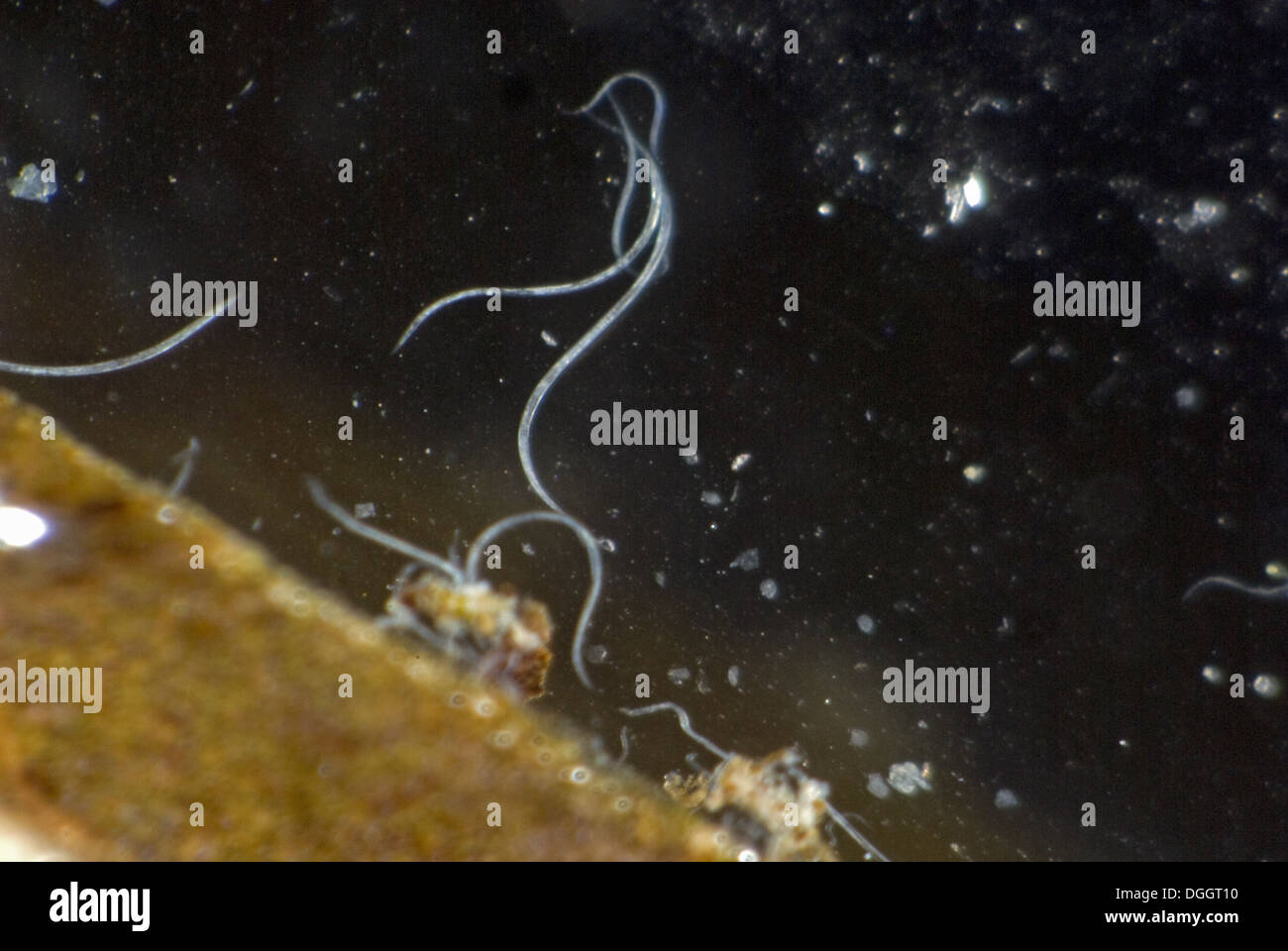 Blattdünger Nematoden, Aphelenchoides Spp, aus einer Anemone Blatt eingetaucht in verdünnte Reinigungsmittel Stockfoto